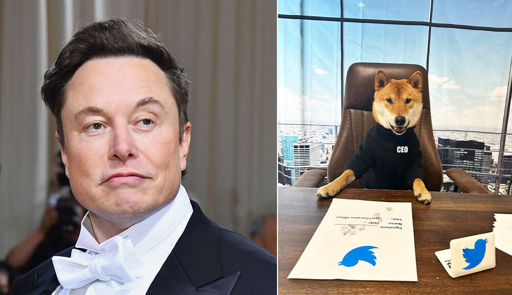 Elon Musk new Twitter CEO